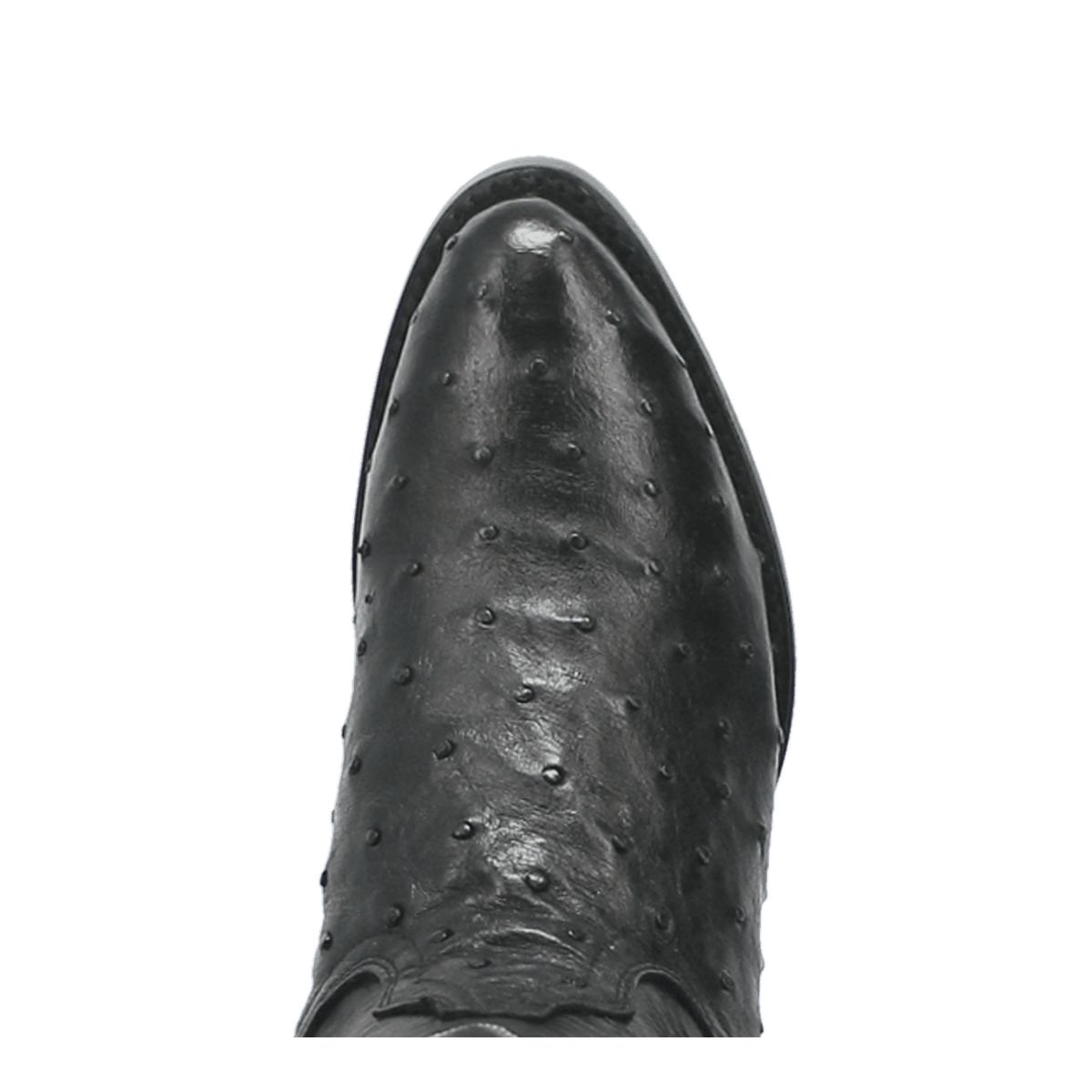 tempe full quill ostrich toe angle